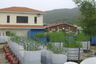 Καθαρό νερό από τεχνητούς υγρότοπους